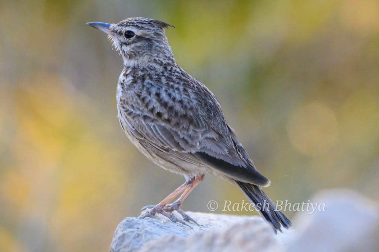 Crested Lark
